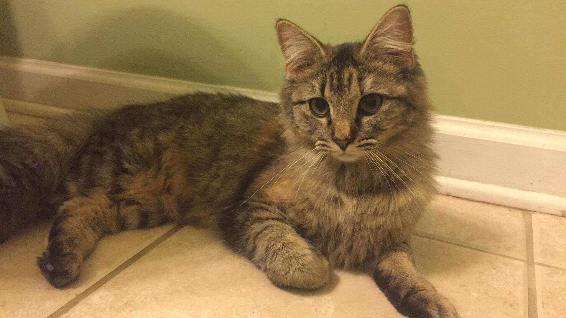 Johnston Ri Maine Coon Meet Kit Kat Pending Adoption A Pet For