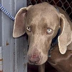 Thumbnail photo of Carson #3