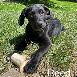 Photo of Reed