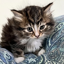 Thumbnail photo of Kitten 1 #1