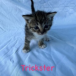 Photo of Trickster