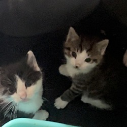 Photo of 2 Baby Kittens