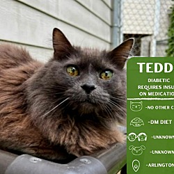 Thumbnail photo of Teddy #1