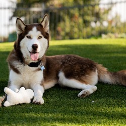 Thumbnail photo of Clyde *Bonded with Bonnie* (C000-283) - City Of Industry Location #1