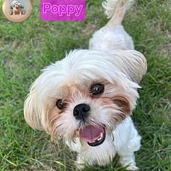 Thumbnail photo of Poppy #1