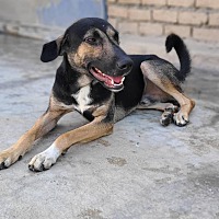 adopt a pet