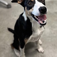 adopt a pet