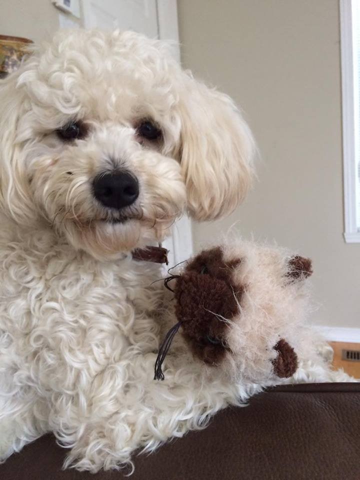Pierrefonds, QC - Poodle (Standard). Meet Milou a Pet for Adoption.