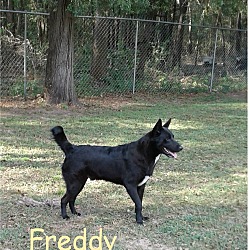 Thumbnail photo of Freddy #2