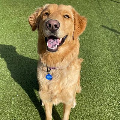 Phoenix, AZ - Golden Retriever. Meet Honey a Pet for Adoption ...