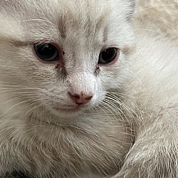Thumbnail photo of Foster These Siamese New Kitten Arrivals #3