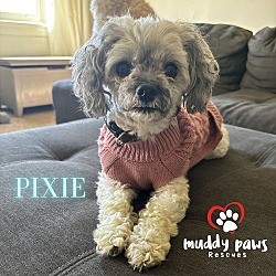 Photo of Pixie  - Adoption Pending