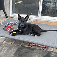 adopt a pet