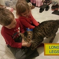 Thumbnail photo of Long Legs-adopted 12-23-17 #4