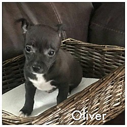 Thumbnail photo of OLIVER #1