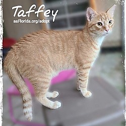 Thumbnail photo of Taffey #3