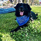 Adopt A Pet :: Tito - San Diego, CA