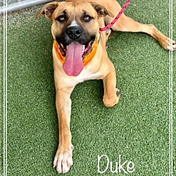 Thumbnail photo of DUKE (also see ACE) #2