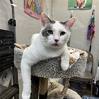 adopt a pet