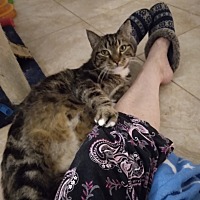 adopt a pet