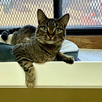adopt a pet