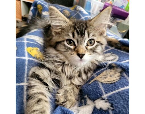 Madison, WI Domestic Longhair. Meet Lemon a Pet for Adoption