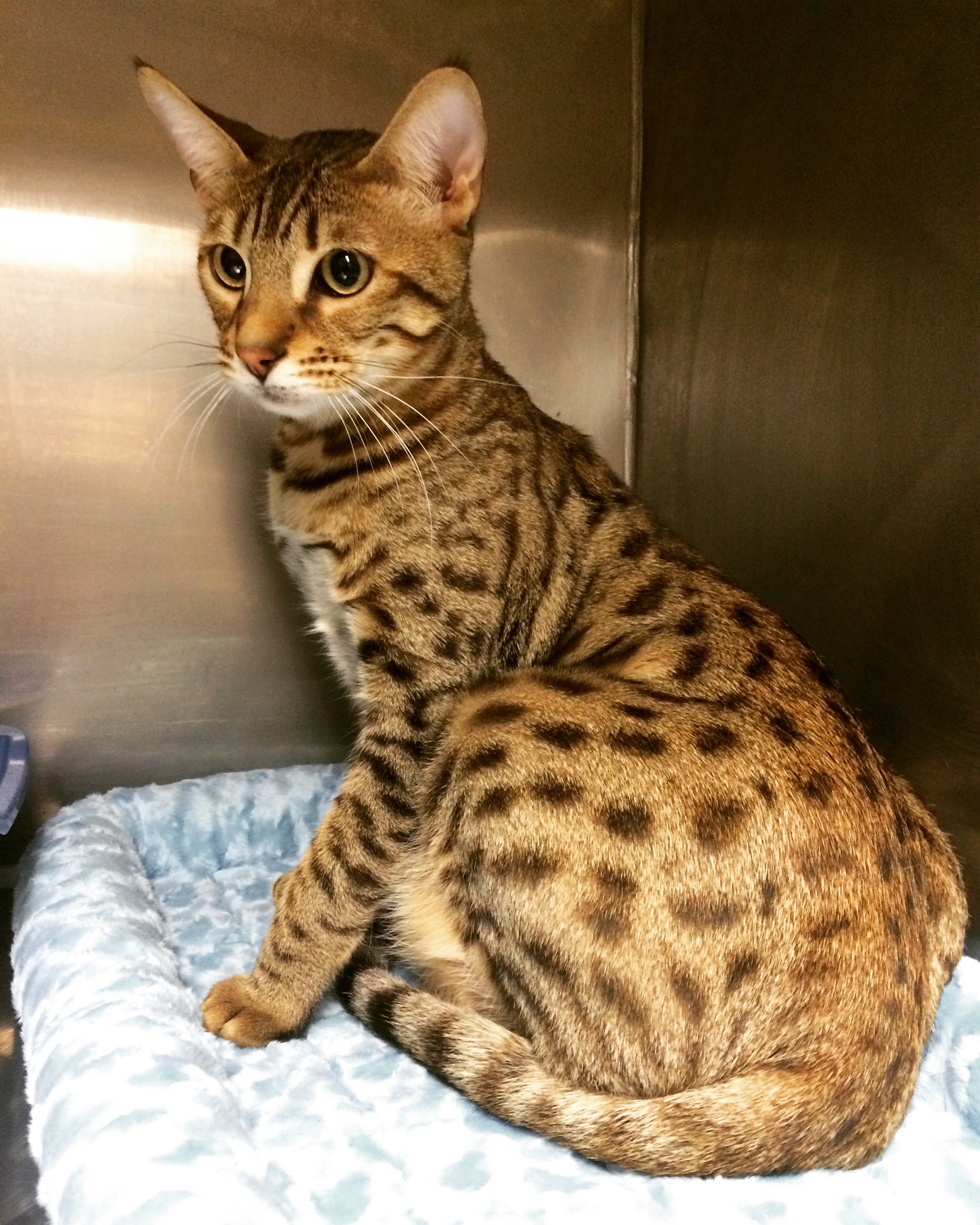 Troy Oh Bengal Meet Cooper A Pet For Adoption