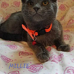 Photo of MILLIE