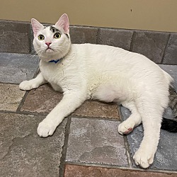 Photo of Niko