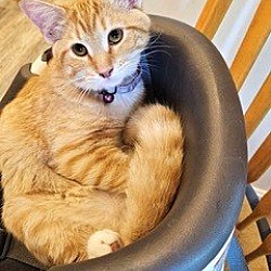 Photo of SENORITA NACHO
