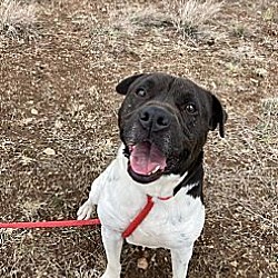 Photo of Harvey