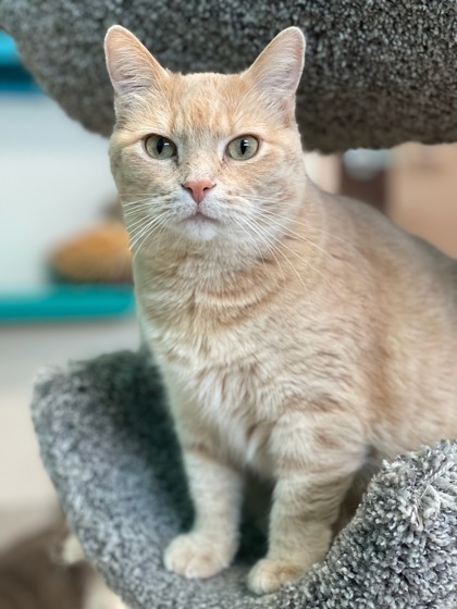 Photo of Jilly-FIV+