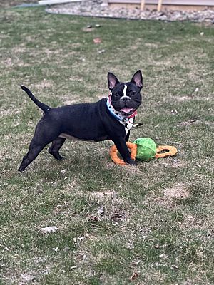 Wheaton, IL - French Bulldog/Boston Terrier. Meet French Toast a Pet ...