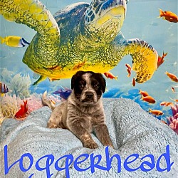 Photo of Loggerhead