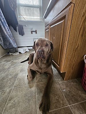 Assonet, MA - Labrador Retriever/Shar Pei. Meet Thor a Pet for Adoption ...