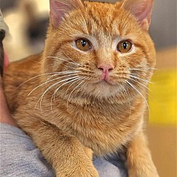 Photo of Cassian - $30 Adoption Fee and FREE Gift Bag