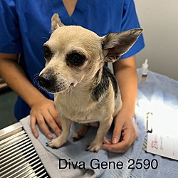 Thumbnail photo of DIVA GENE #1