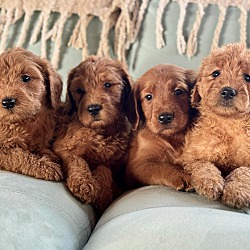 Thumbnail photo of Sweeties pups #1