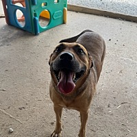 adopt a pet
