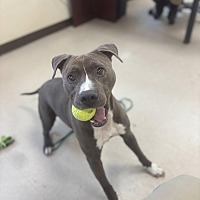 adopt a pet