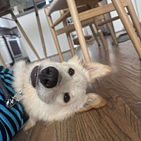 adopt a pet