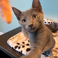 adopt a pet