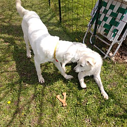 bonded pet photo