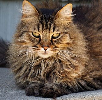 Norwegian Forest Cat Kittens and Cats in Phoenix, AZ - Buy or