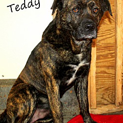 Thumbnail photo of Teddy ~ meet me! ~ #1