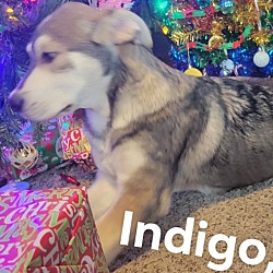 Thumbnail photo of Indigo #2