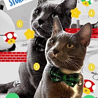 adopt a pet
