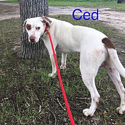 Photo of Ced