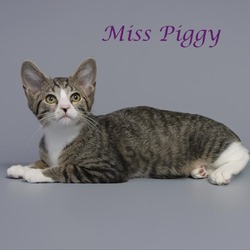 Thumbnail photo of Miss Piggy C24-222 #4