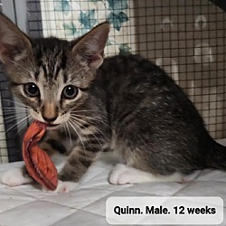 Thumbnail photo of Quinn #3